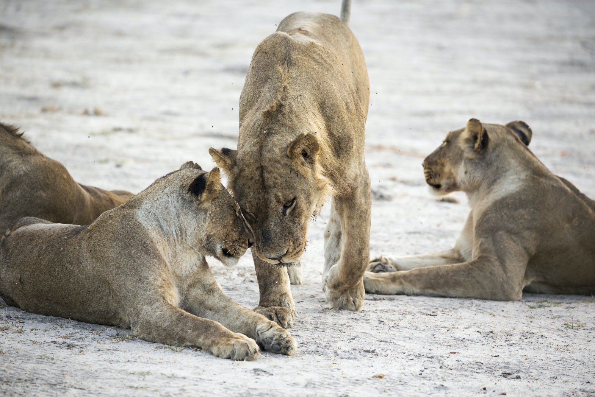 A pride of female lions.