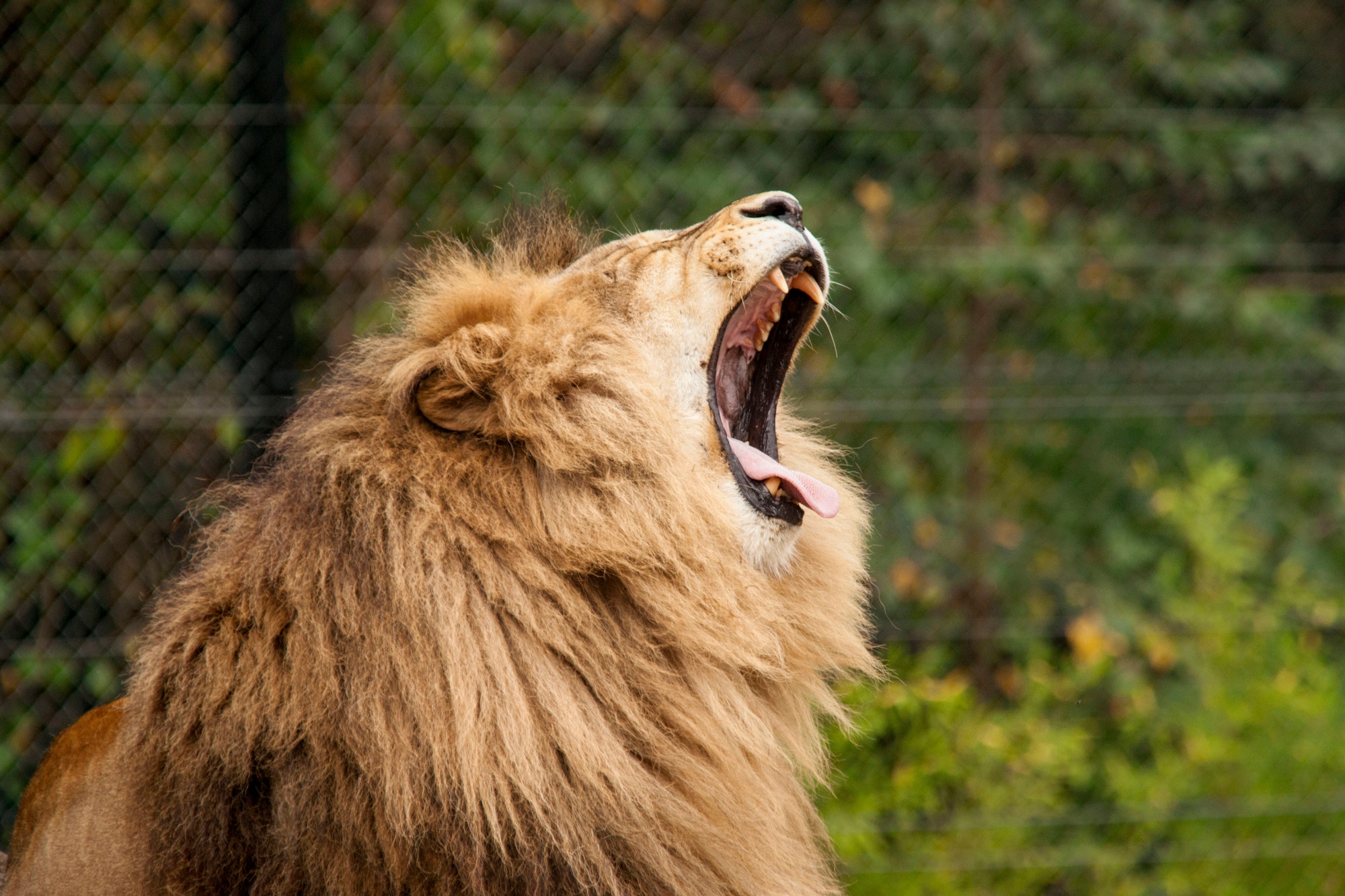 Lion roaring. Lion in captivity. Lion in a zoo.