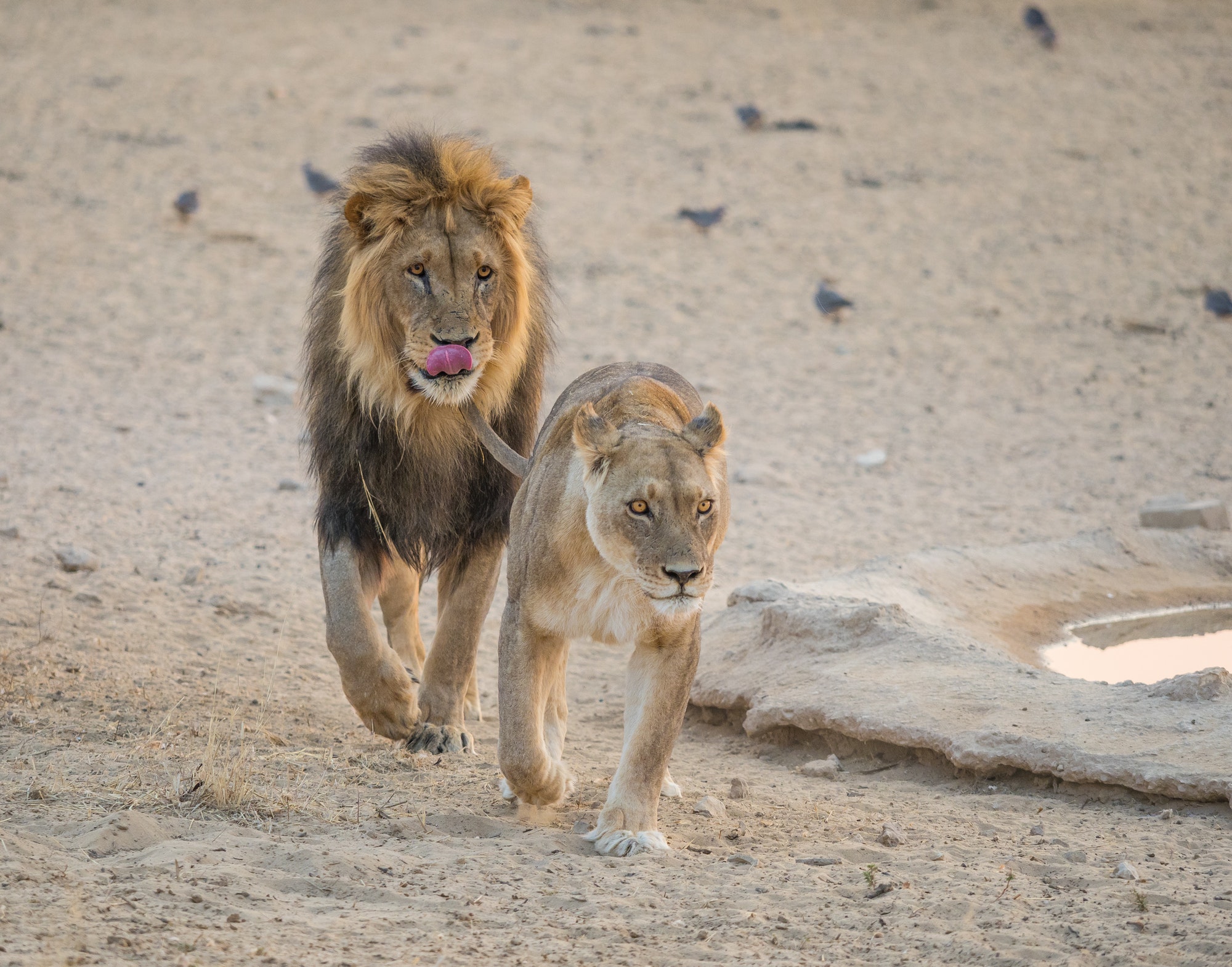 Courting Lions