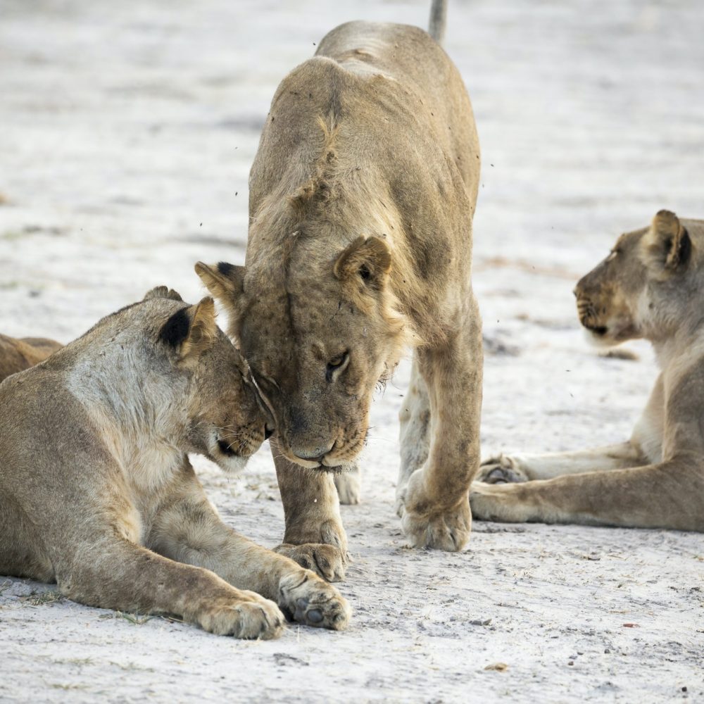 A pride of female lions. A pride of female lions.
