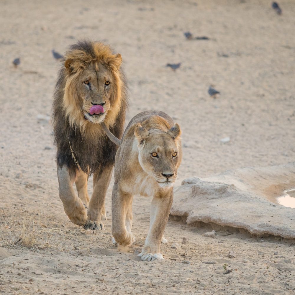 Courting Lions Courting Lions
