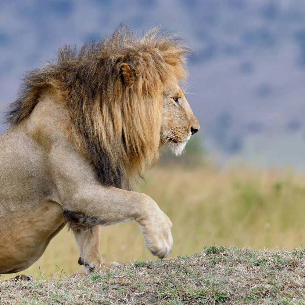 Lion Lion