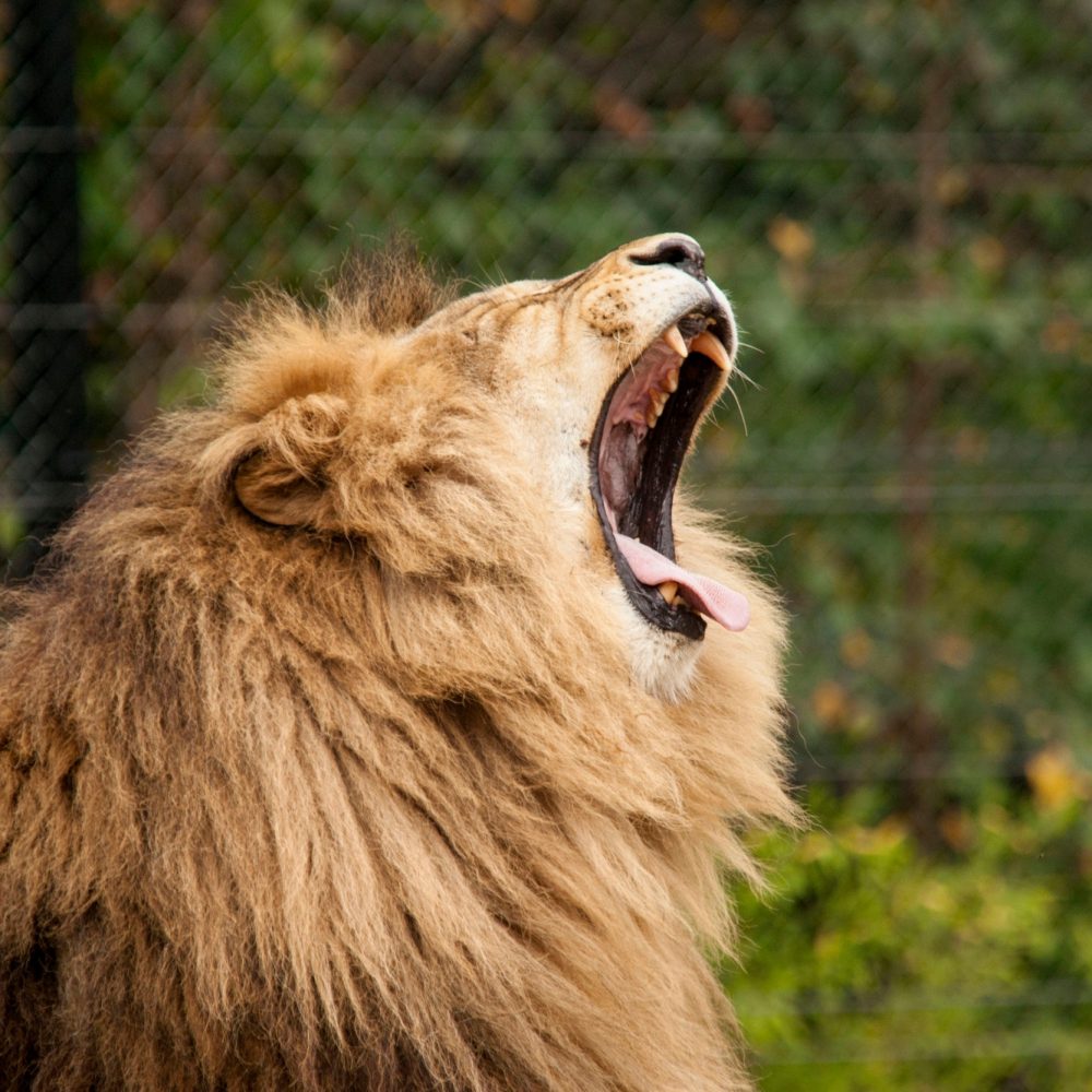 Lion roaring. Lion in captivity. Lion in a zoo. Lion roaring. Lion in captivity. Lion in a zoo.